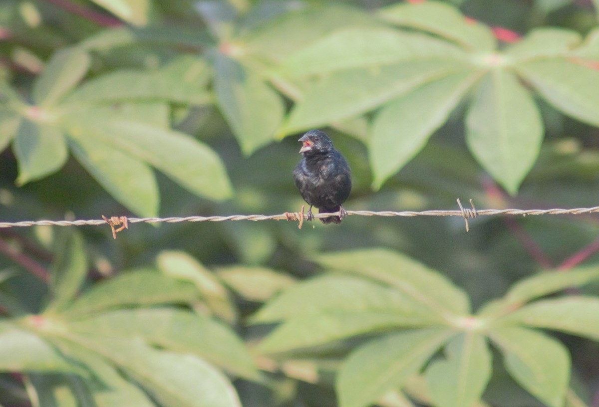 Blue-black Grassquit - Storm Borum