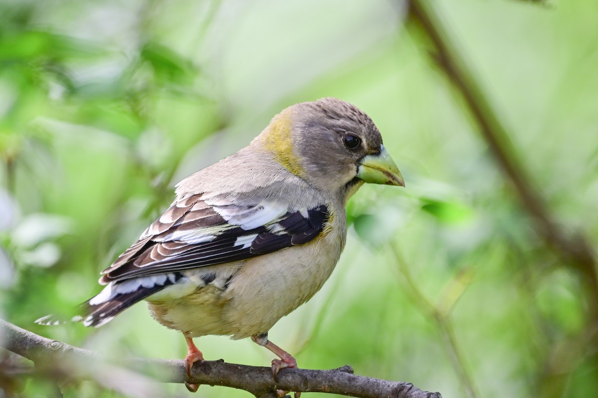 Evening Grosbeak - Serg Tremblay