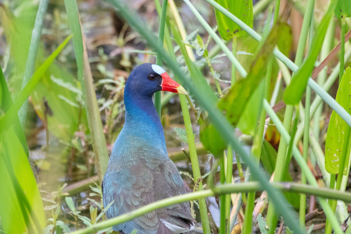 Purple Gallinule - ML619504946