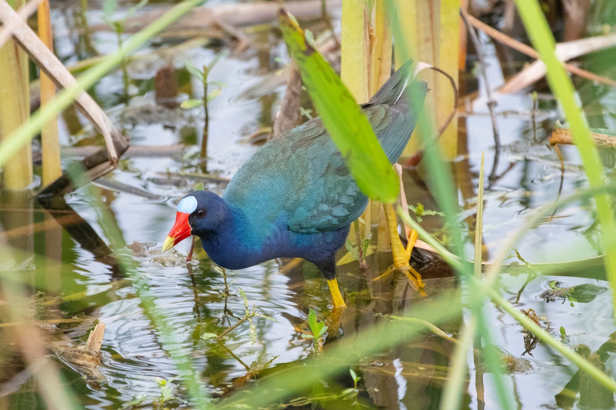Purple Gallinule - ML619504947