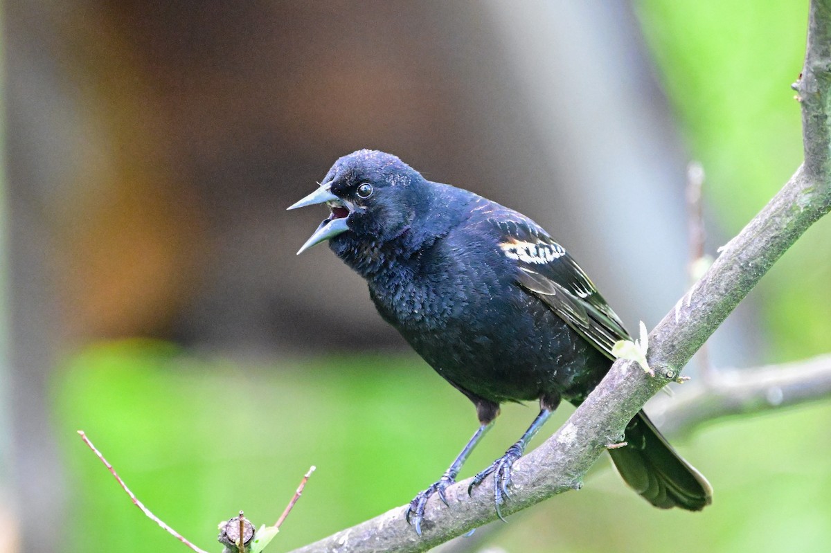 Red-winged Blackbird - Serg Tremblay