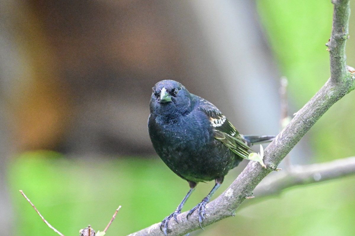 Red-winged Blackbird - Serg Tremblay