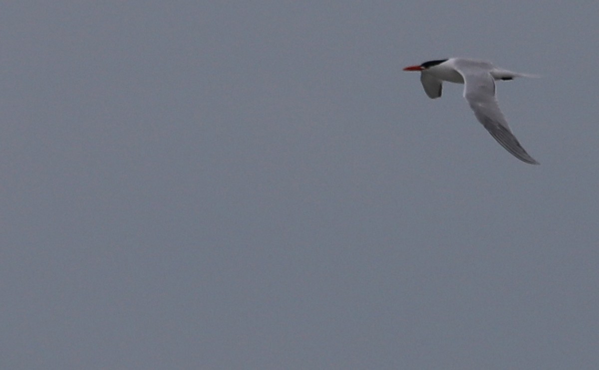 Royal Tern - Rob Bielawski