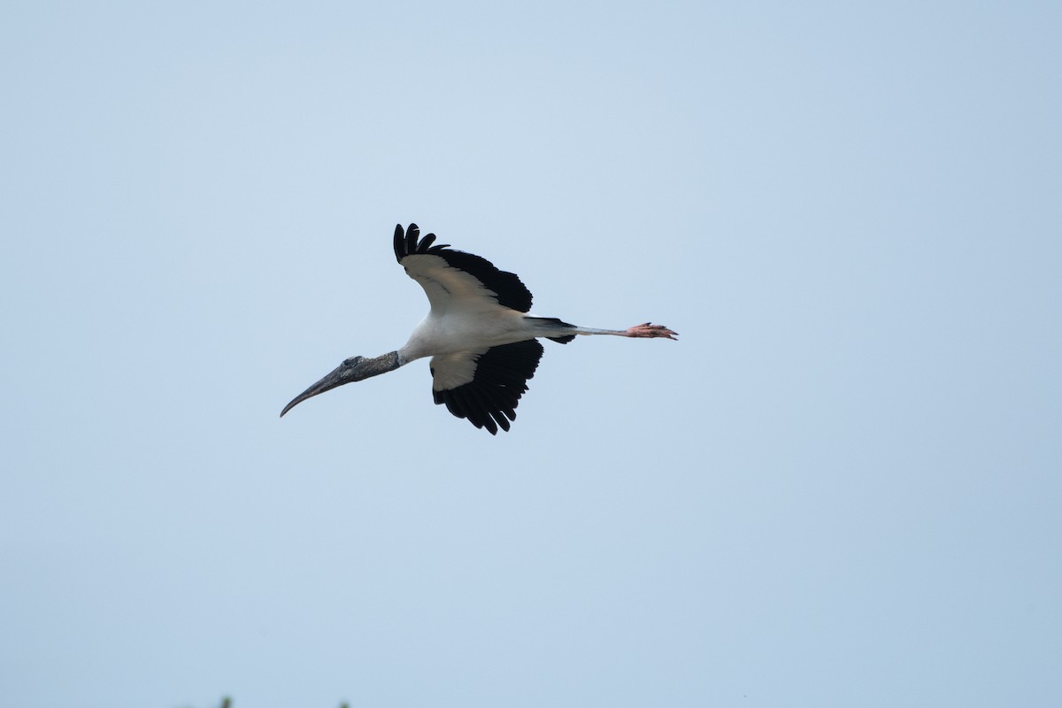 Wood Stork - Joseph Phipps