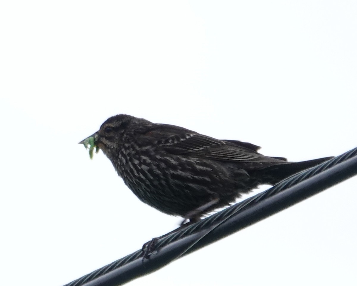 Red-winged Blackbird - Michael DeWispelaere