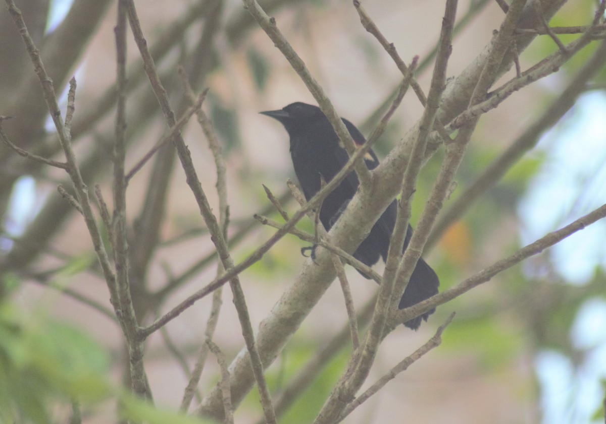 Red-winged Blackbird - Storm Borum