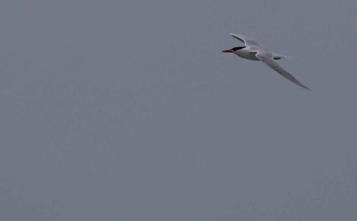 Royal Tern - Rob Bielawski