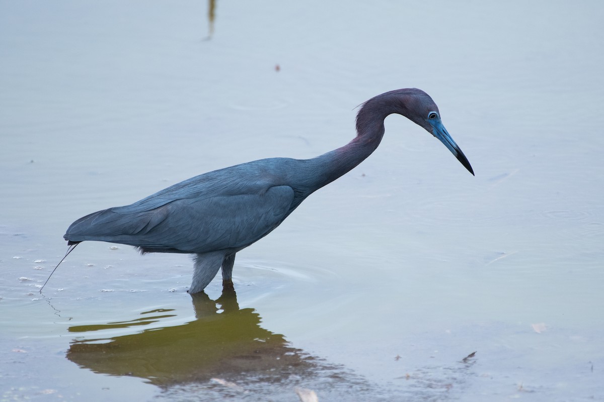 Little Blue Heron - Joseph Phipps