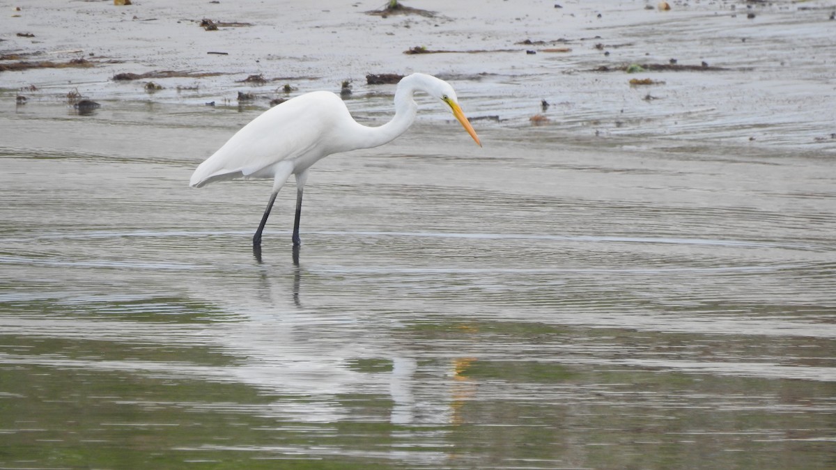 Great Egret - Vincent Glasser