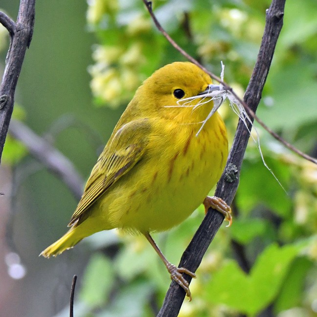 Yellow Warbler - Denny Granstrand