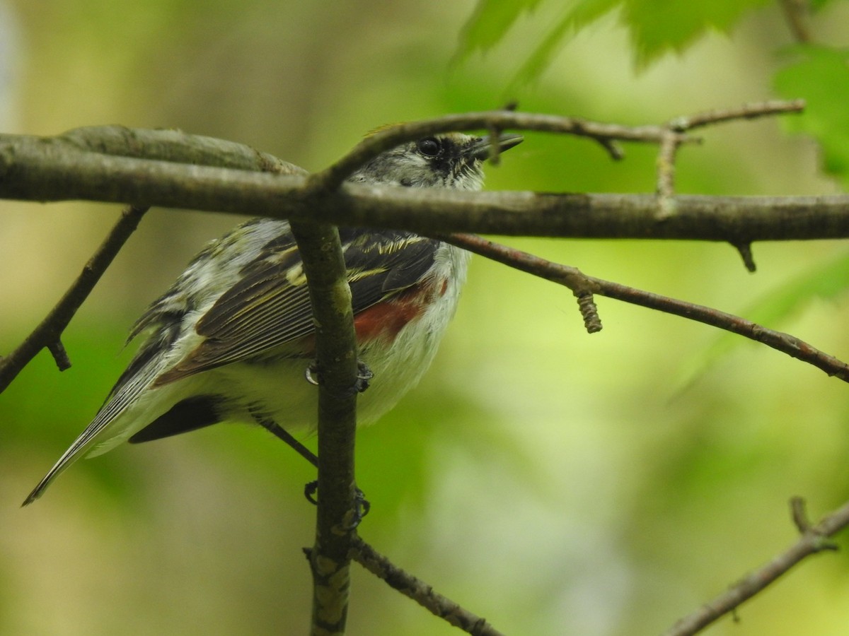 Chestnut-sided Warbler - J Brousseau