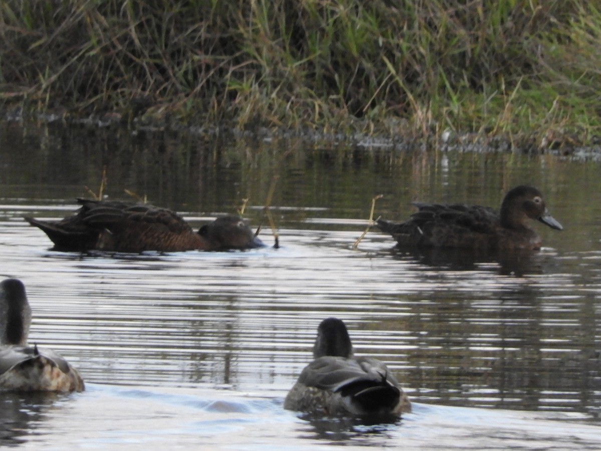 Brown Teal - ML619504966