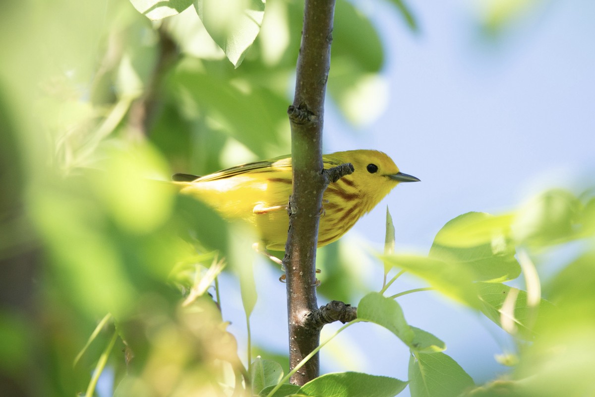 Yellow Warbler - Natalie Queally