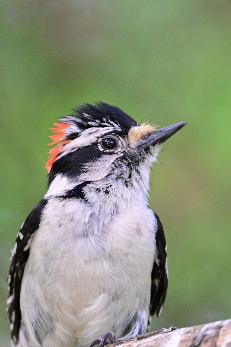 Downy Woodpecker - Serg Tremblay