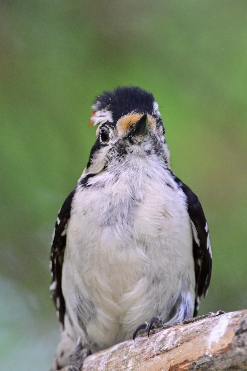 Downy Woodpecker - Serg Tremblay