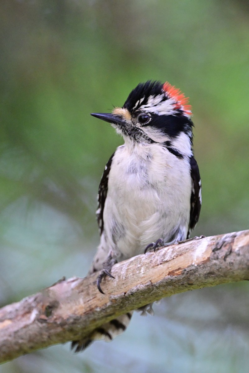 Downy Woodpecker - Serg Tremblay