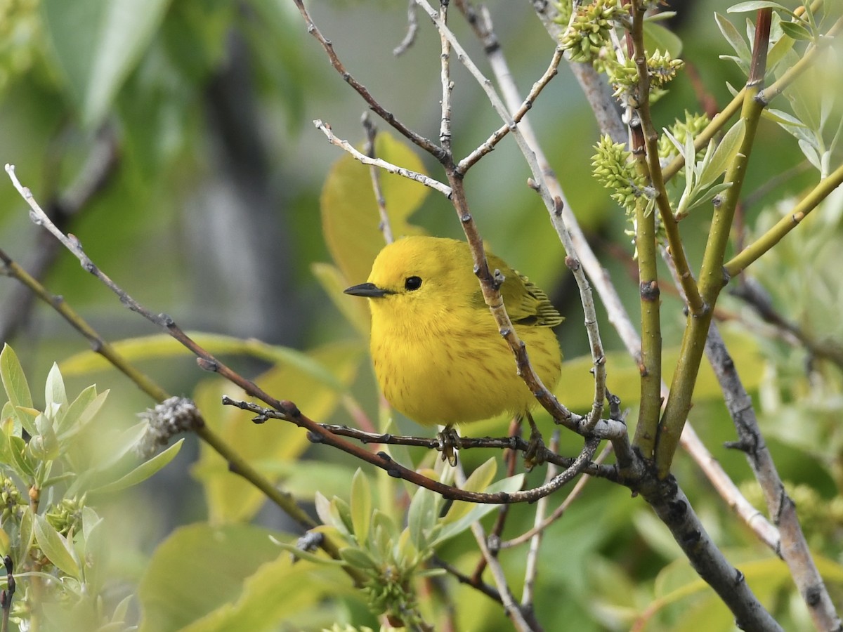 Yellow Warbler - Kent Kleman