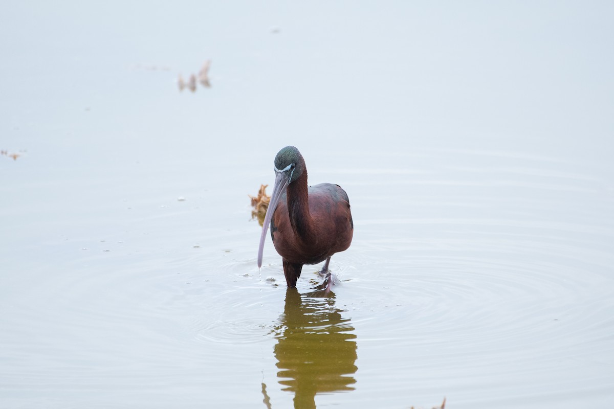 Glossy Ibis - Joseph Phipps