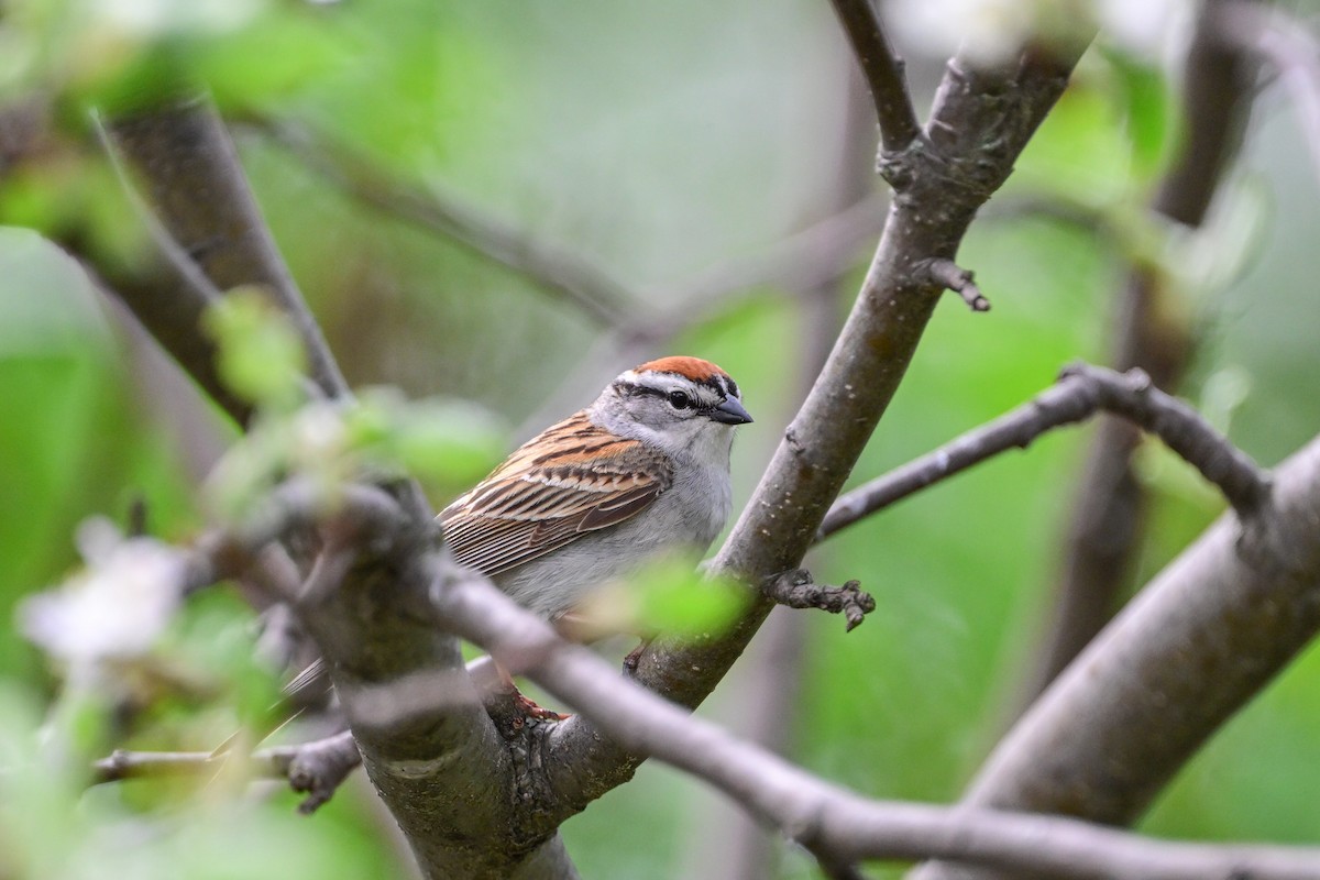 Chipping Sparrow - Serg Tremblay