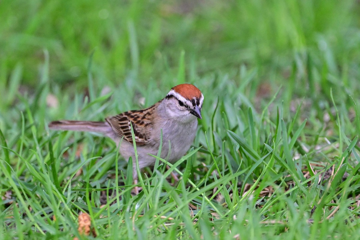 Chipping Sparrow - Serg Tremblay