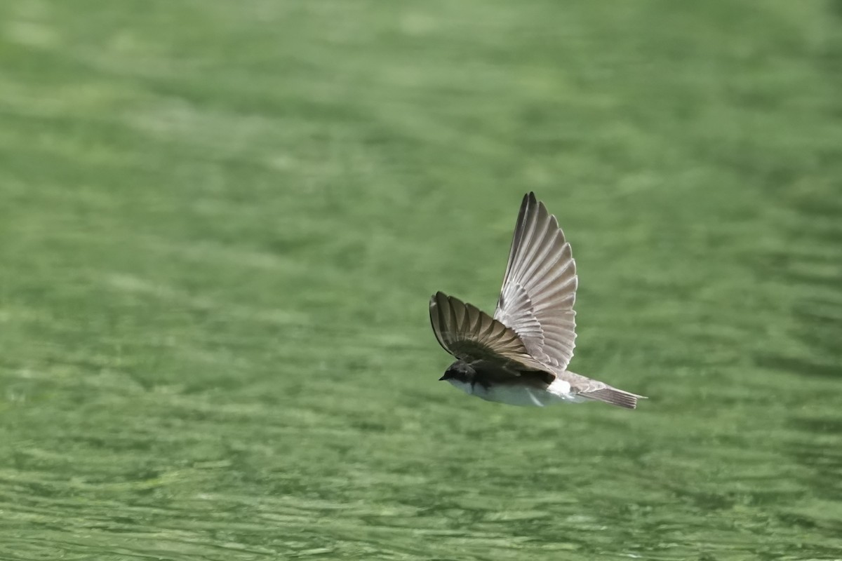 Tree Swallow - Kenneth Hillan