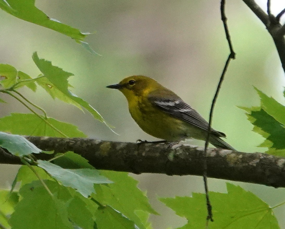 Pine Warbler - Michael DeWispelaere