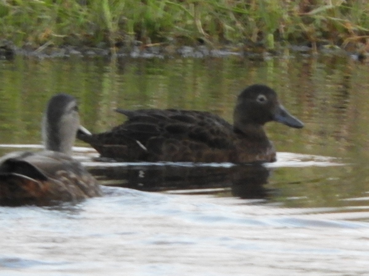 Brown Teal - Natalee Bozzi