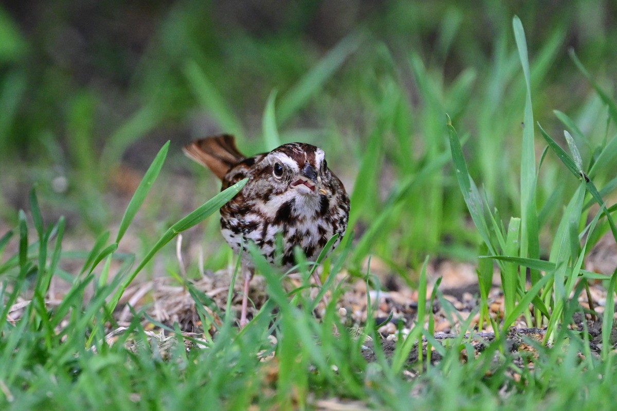 Song Sparrow - Serg Tremblay