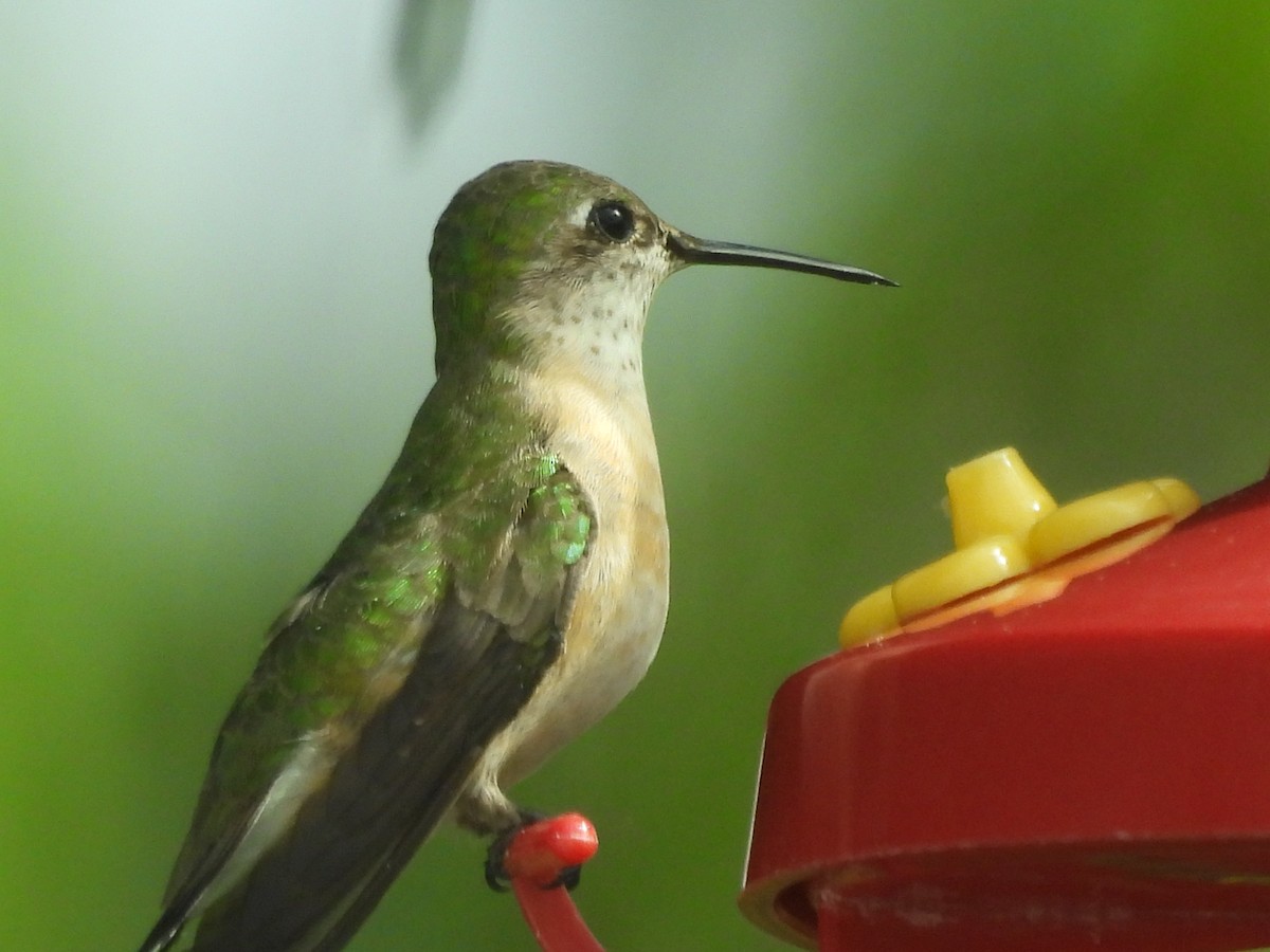 Black-chinned Hummingbird - Suzy Wright