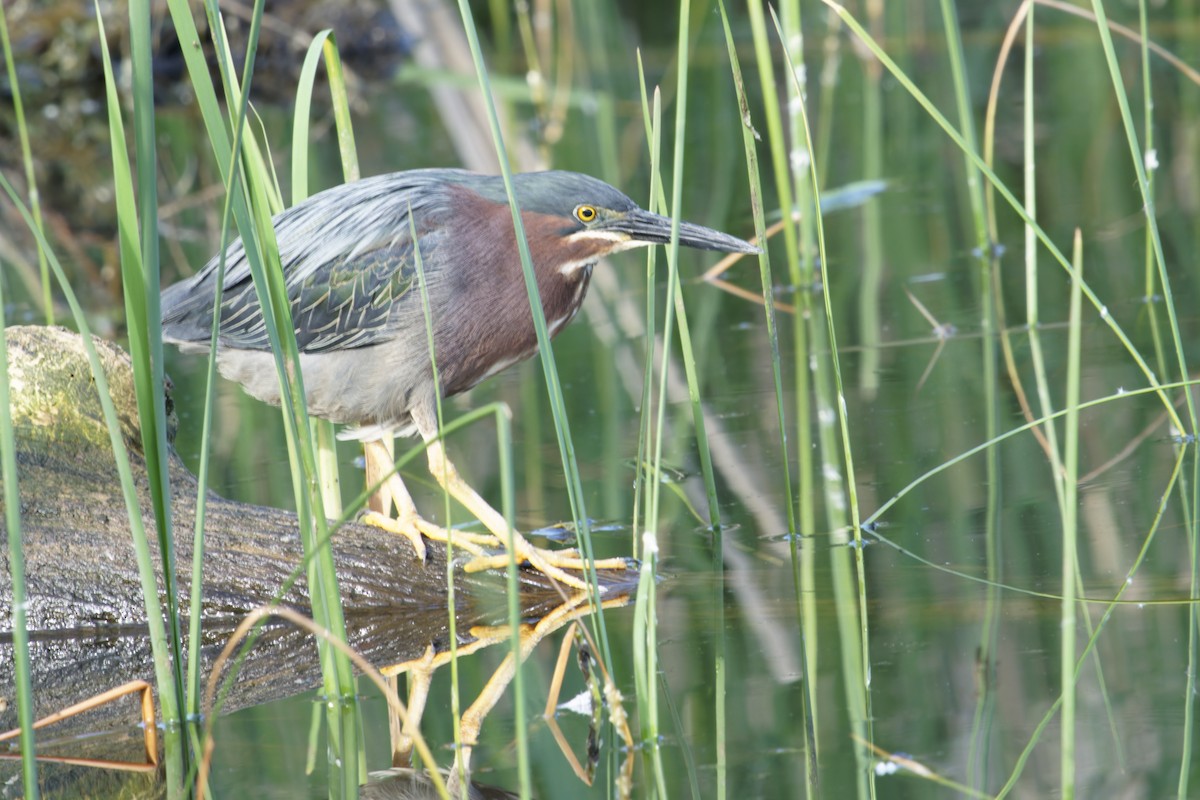 Green Heron - Thomas Burns