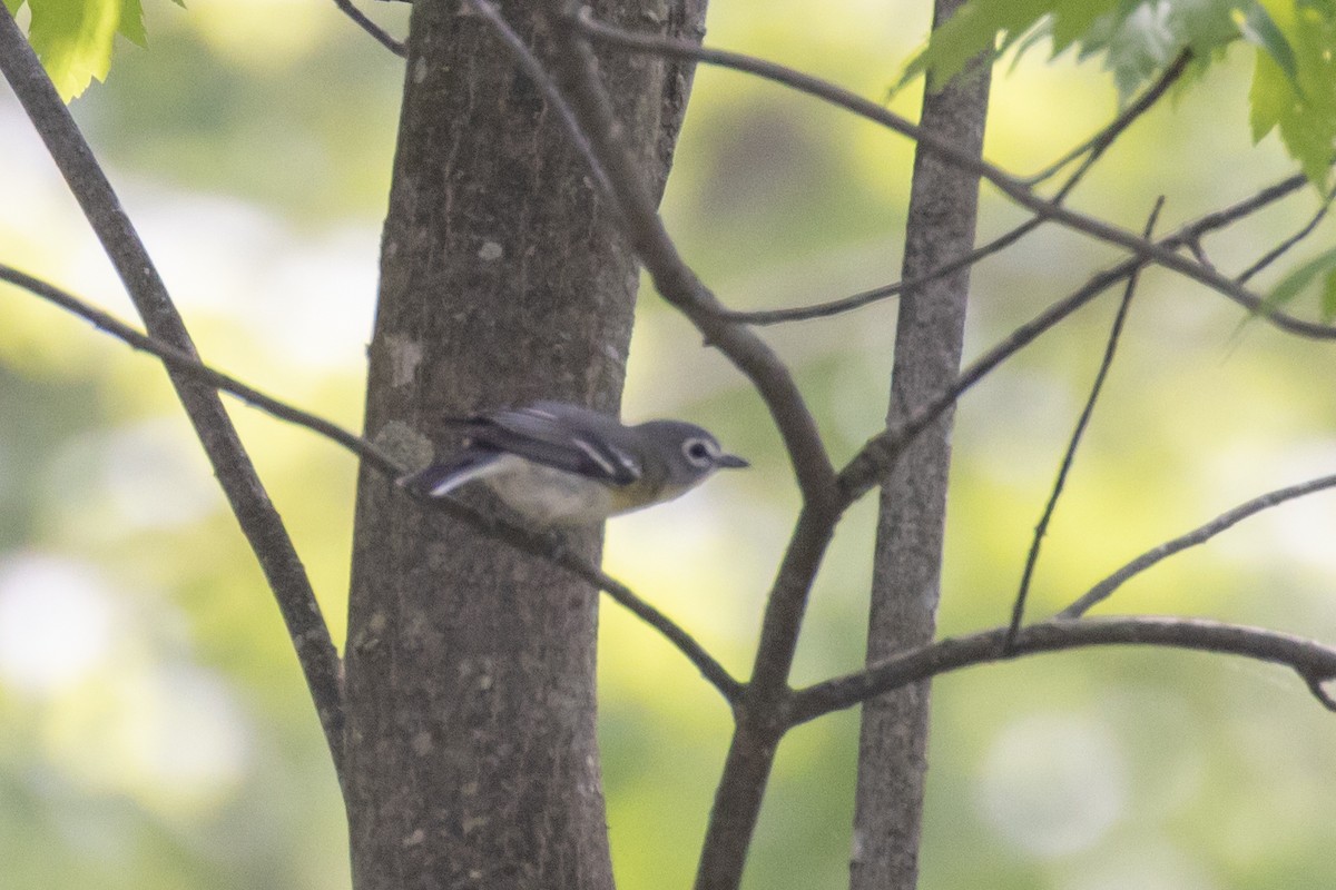 solitary vireo sp. - ML619504998