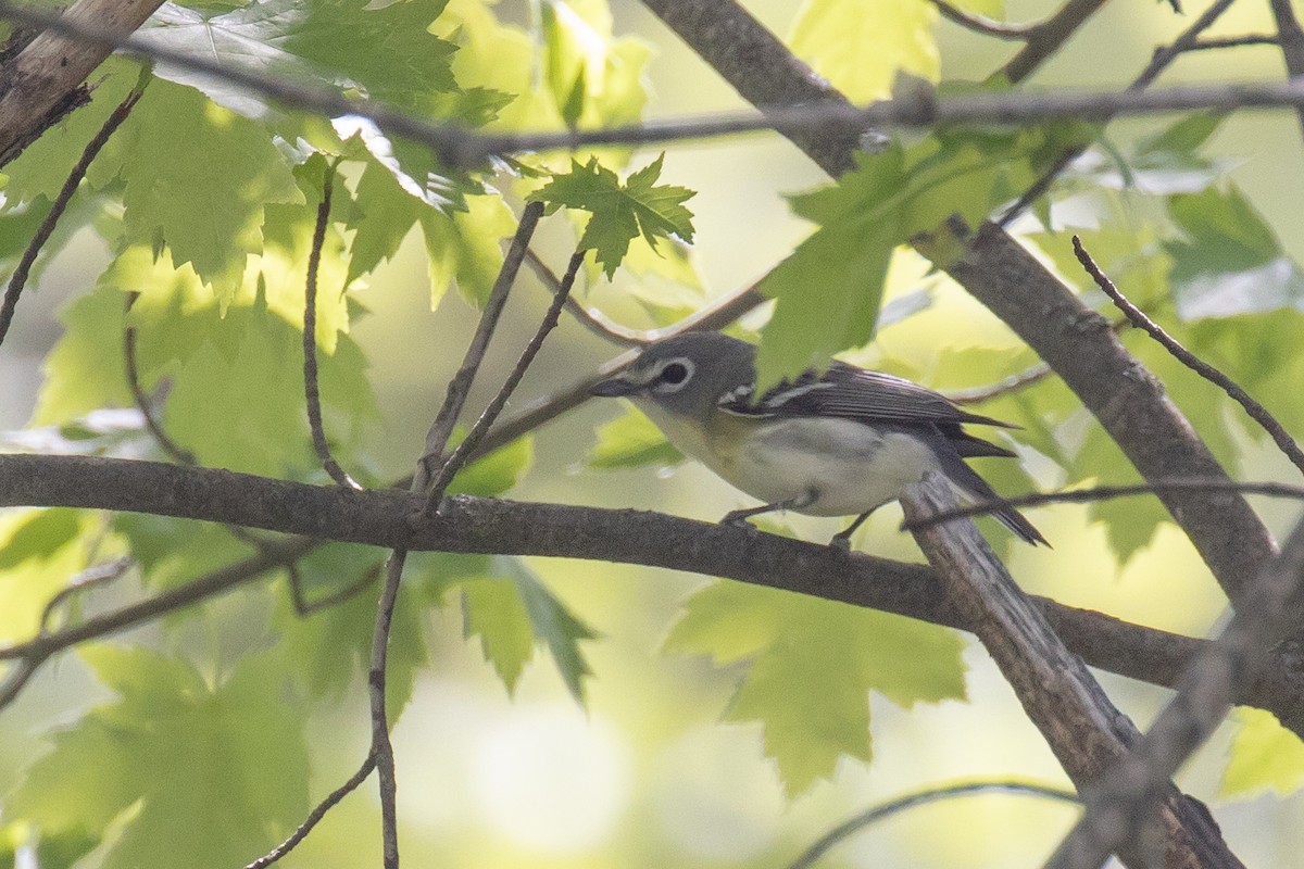 solitary vireo sp. - ML619505000