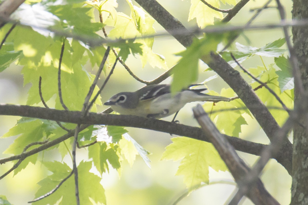 solitary vireo sp. - ML619505002