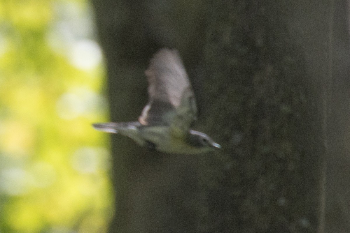 solitary vireo sp. - ML619505003