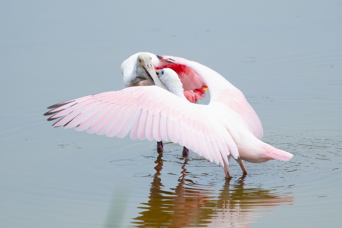 Roseate Spoonbill - ML619505004