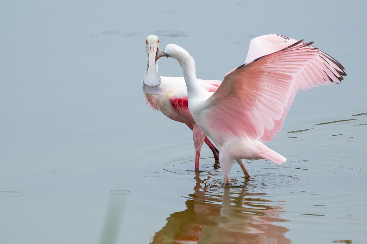 Roseate Spoonbill - ML619505005