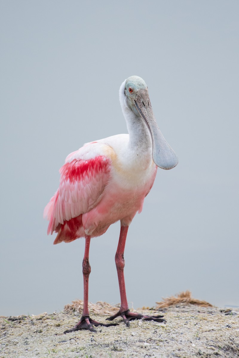 Roseate Spoonbill - ML619505006