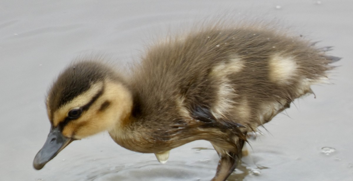 Mallard - Marie Connors