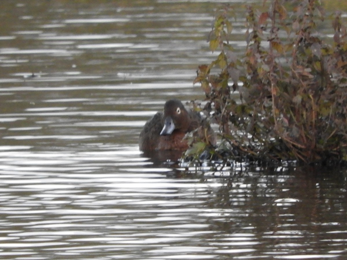 Brown Teal - ML619505010