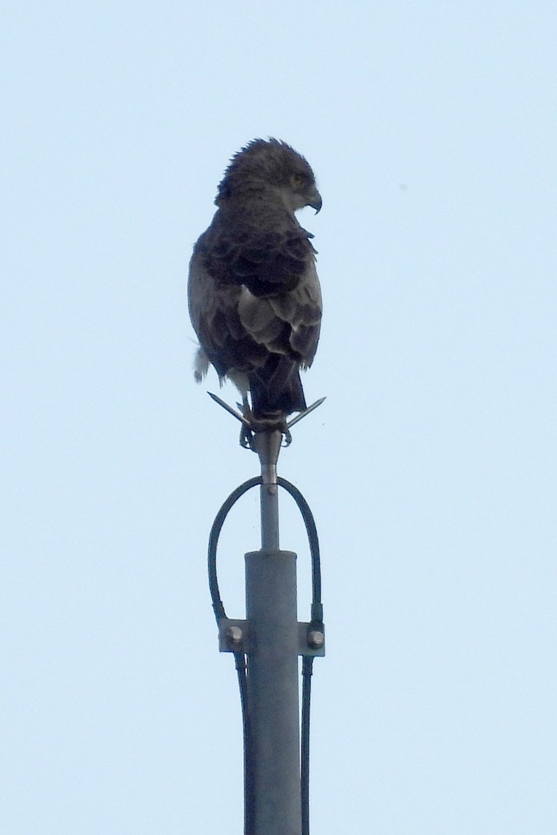 Common Buzzard - ML619505011