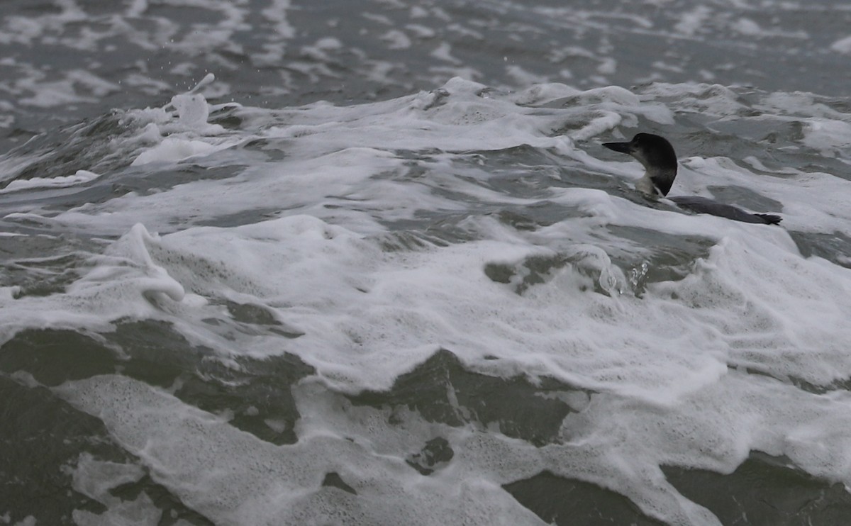 Common Loon - Rob Bielawski