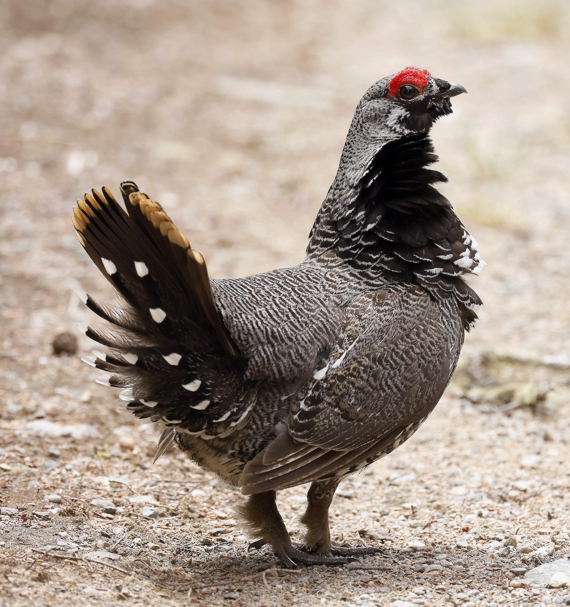 Spruce Grouse - Charles Fitzpatrick