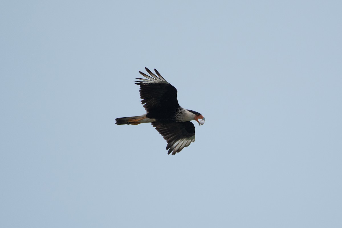 Crested Caracara - ML619505016