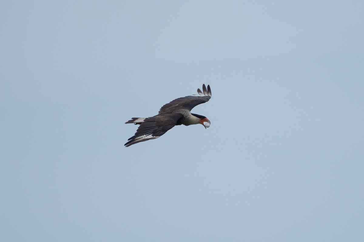 Crested Caracara - ML619505017