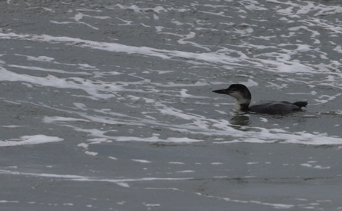 Common Loon - Rob Bielawski