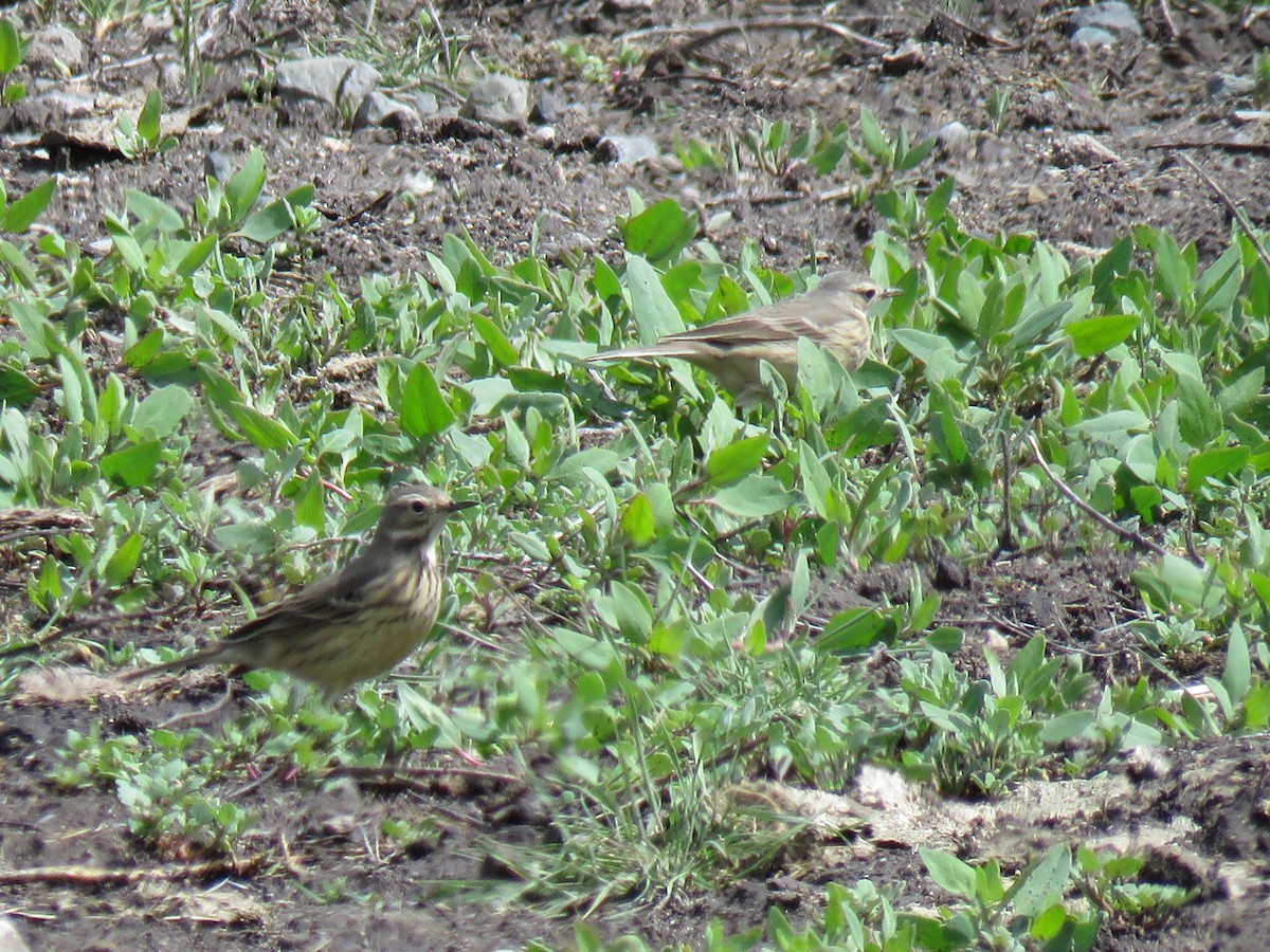 American Pipit - The Lahaies
