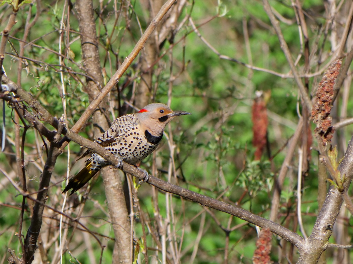 Northern Flicker - Bob Izumi