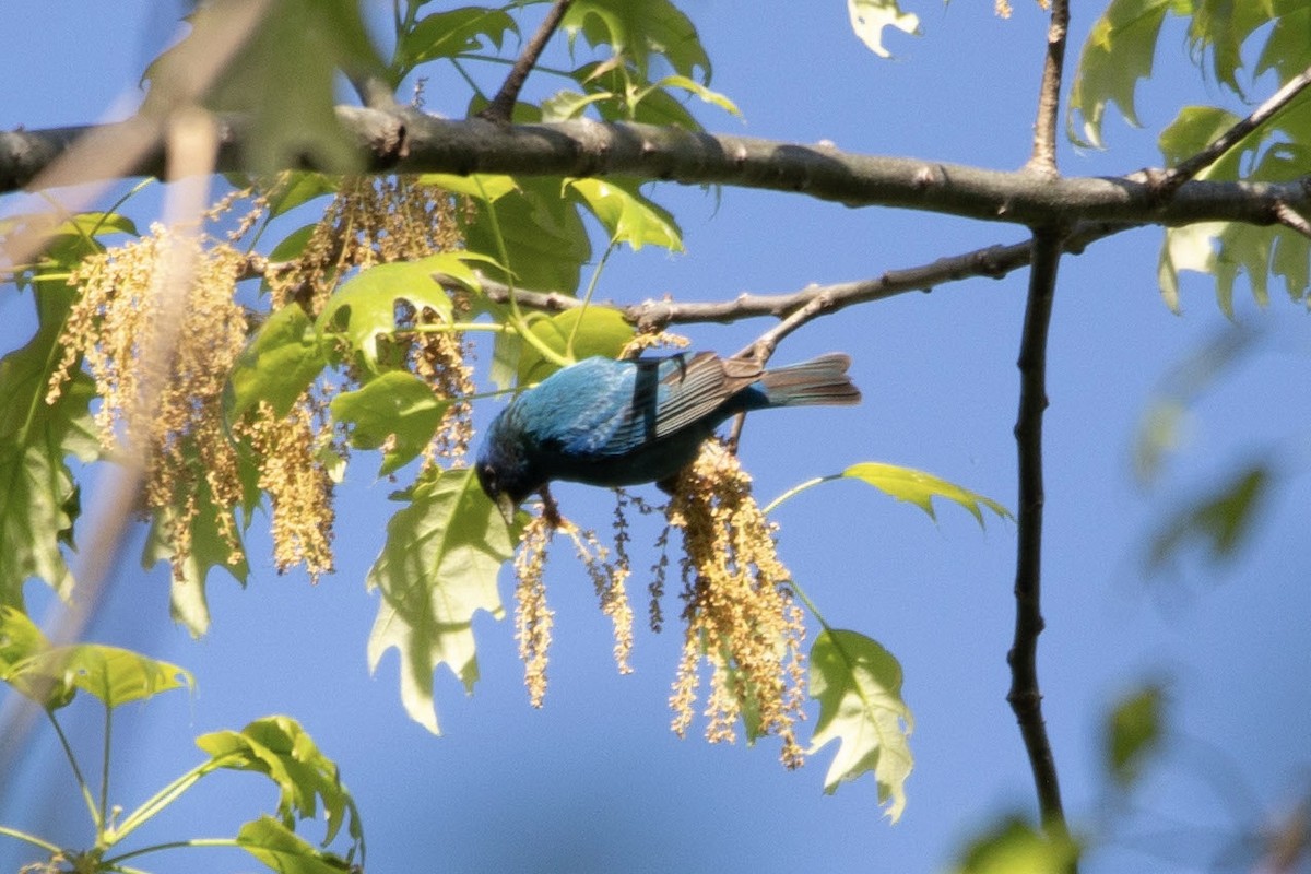 Indigo Bunting - Natalie Queally