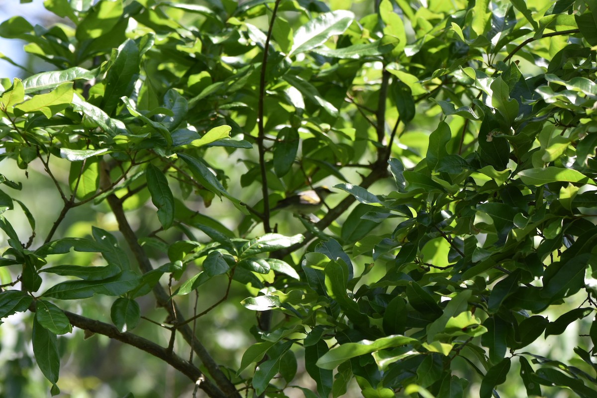 Brewster's Warbler (hybrid) - Shane Guenin