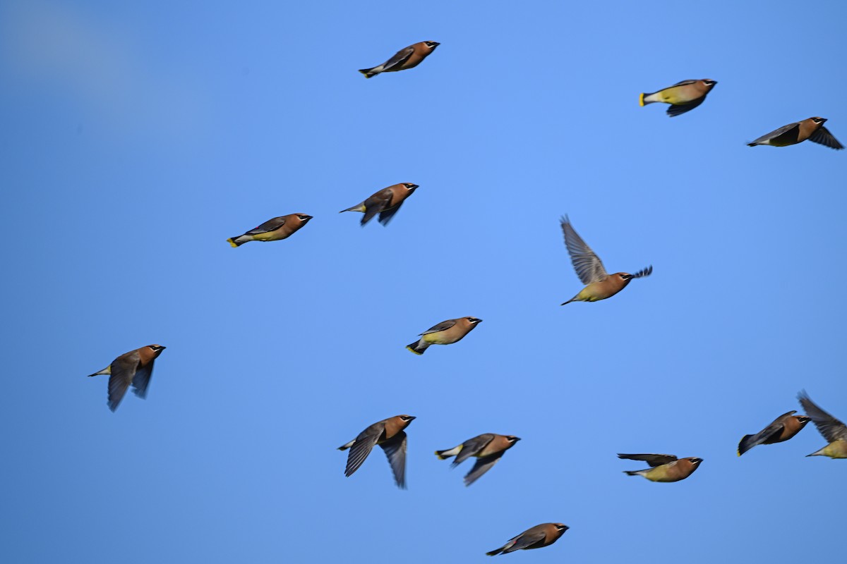 Cedar Waxwing - Serg Tremblay